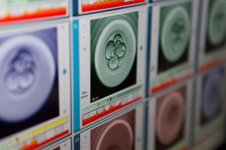 IDIBELL and Dexeus Mujer will study embryonic development through the genetic edition of human embryos