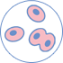 Gynaecological cancer - Cervical screening