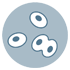 Gynaecological tests - Cervical screening